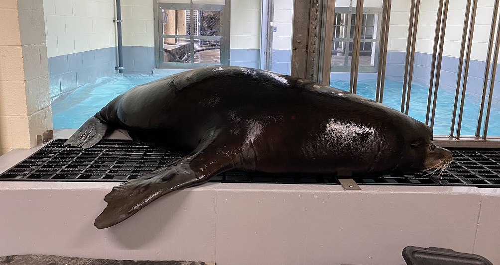 Hank the Sea Lion at Pittsburgh Zoo